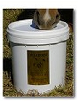 A horse feeding straight from a Mega Horse bucket